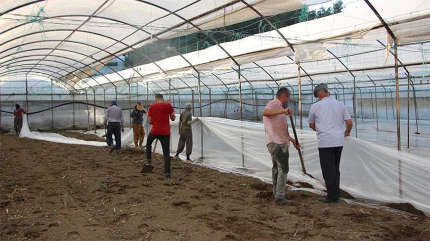 35 yıldır uygulanıyor, kimyasala taş çıkartıyor: Seraların "gizli gücü" sahada!