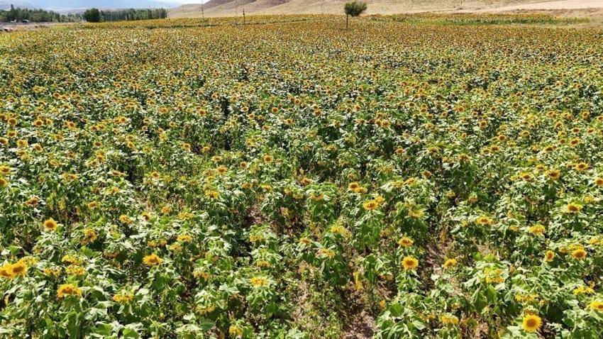 Erzincan giderek genişliyor: Çiftçinin yeni alternatifi de bulundu