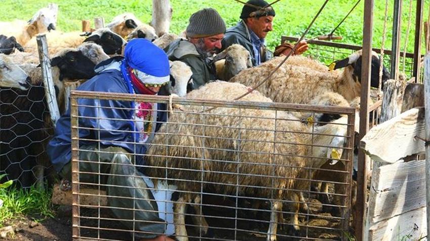 Kentin ekonomik can damarı! Erzincan’ın tescilli lezzeti mercek altında