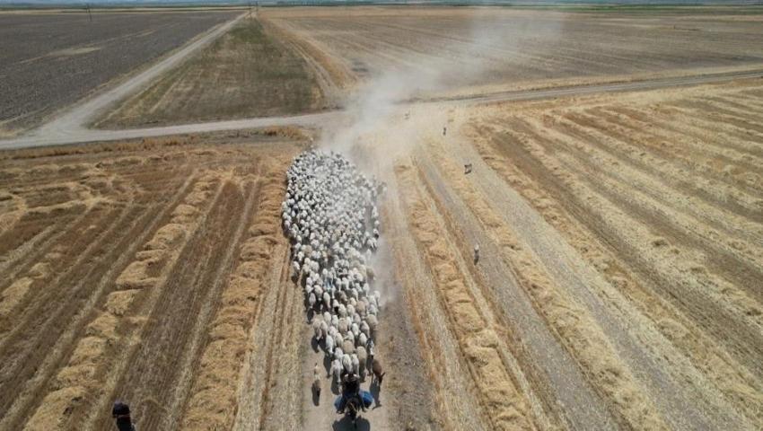 Konya'yı toz içinde geçiyorlar: Sürülerin yolculuğu görsel şölen oluşturdu