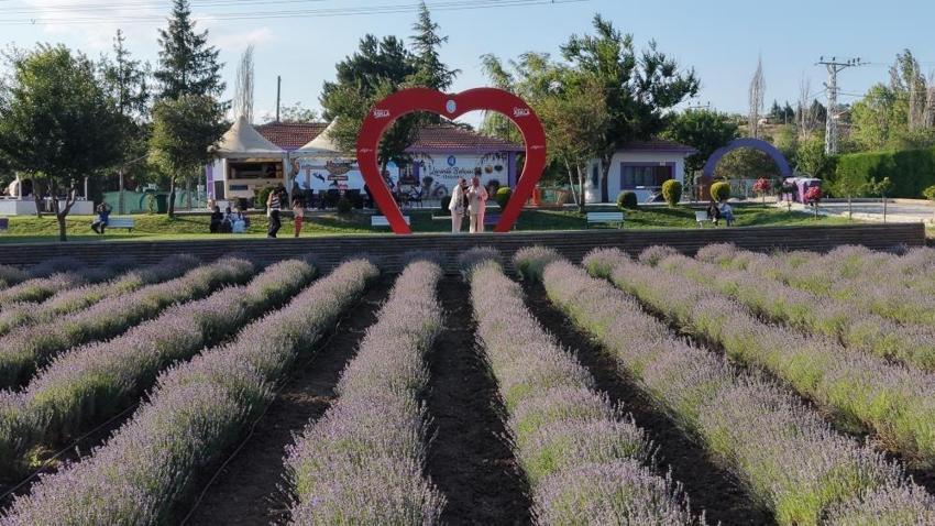 Çorum'un yeni gözdesi lavanta bahçesi oldu: Herkes oraya akın ediyor