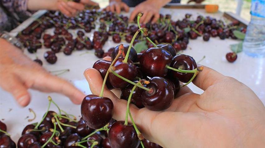 Batı’nın smoothie çılgınlığı Bursa'ya tarihi rekoru getirdi! Aroma farkı dev pazarların kapısını açtı