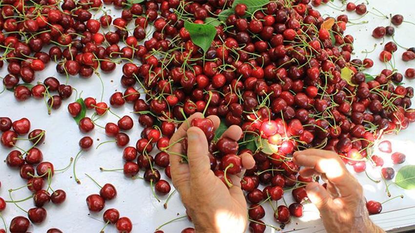 Batı’nın smoothie çılgınlığı Bursa'ya tarihi rekoru getirdi! Aroma farkı dev pazarların kapısını açtı