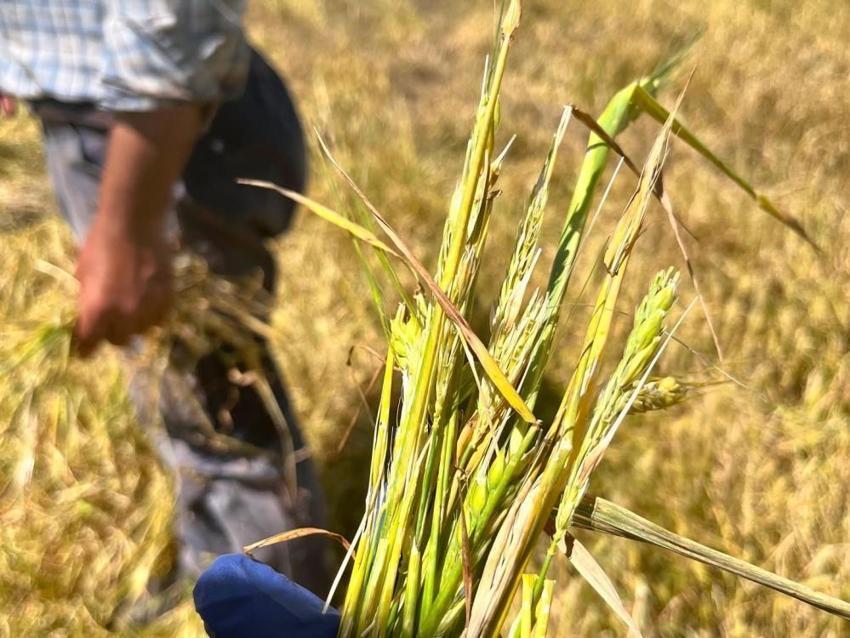 Kars'ta afet sonrası ekipler teyakkuzda! Tarlalarda hasar tespiti sürüyor, tüm imkanlar seferber ediliyor