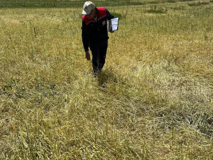 Kars'ta afet sonrası ekipler teyakkuzda! Tarlalarda hasar tespiti sürüyor, tüm imkanlar seferber ediliyor