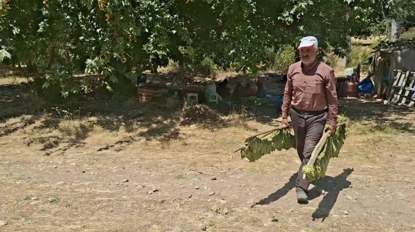 Bir dönem tüm köy ekiyordu: Şimdi 3 ev üretici kaldı, 20 yılda gelinen nokta üzüyor