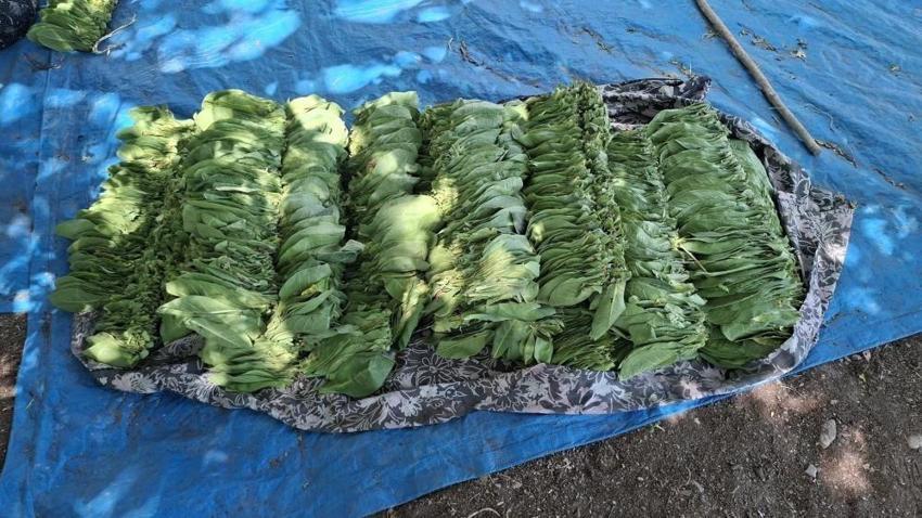 Bir dönem tüm köy ekiyordu: Şimdi 3 ev üretici kaldı, 20 yılda gelinen nokta üzüyor