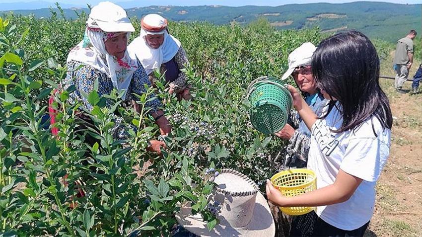 Paranın yarısı devletten geldi! Çorak arazi servet bastı