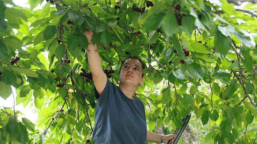 Elma ve kayısıyı bırakıp bu ürüne yöneldiler! Kurdukları bahçeyle kazançları katlandı, bölgeye örnek oldular