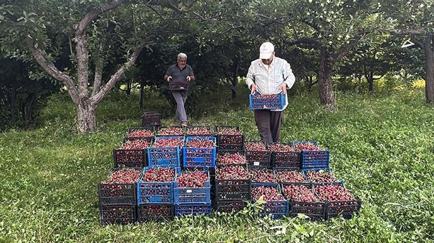 Elma ve kayısıyı bırakıp bu ürüne yöneldiler! Kurdukları bahçeyle kazançları katlandı, bölgeye örnek oldular