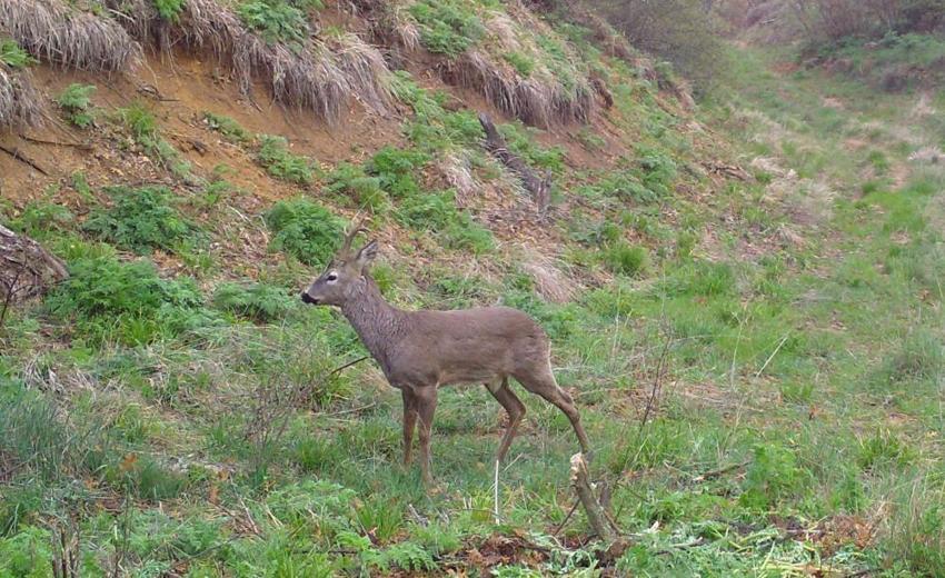 Bozkırın gizli sakinleri fotokapanda! Kırıkkale'de yaban hayatı saniye saniye kaydedildi
