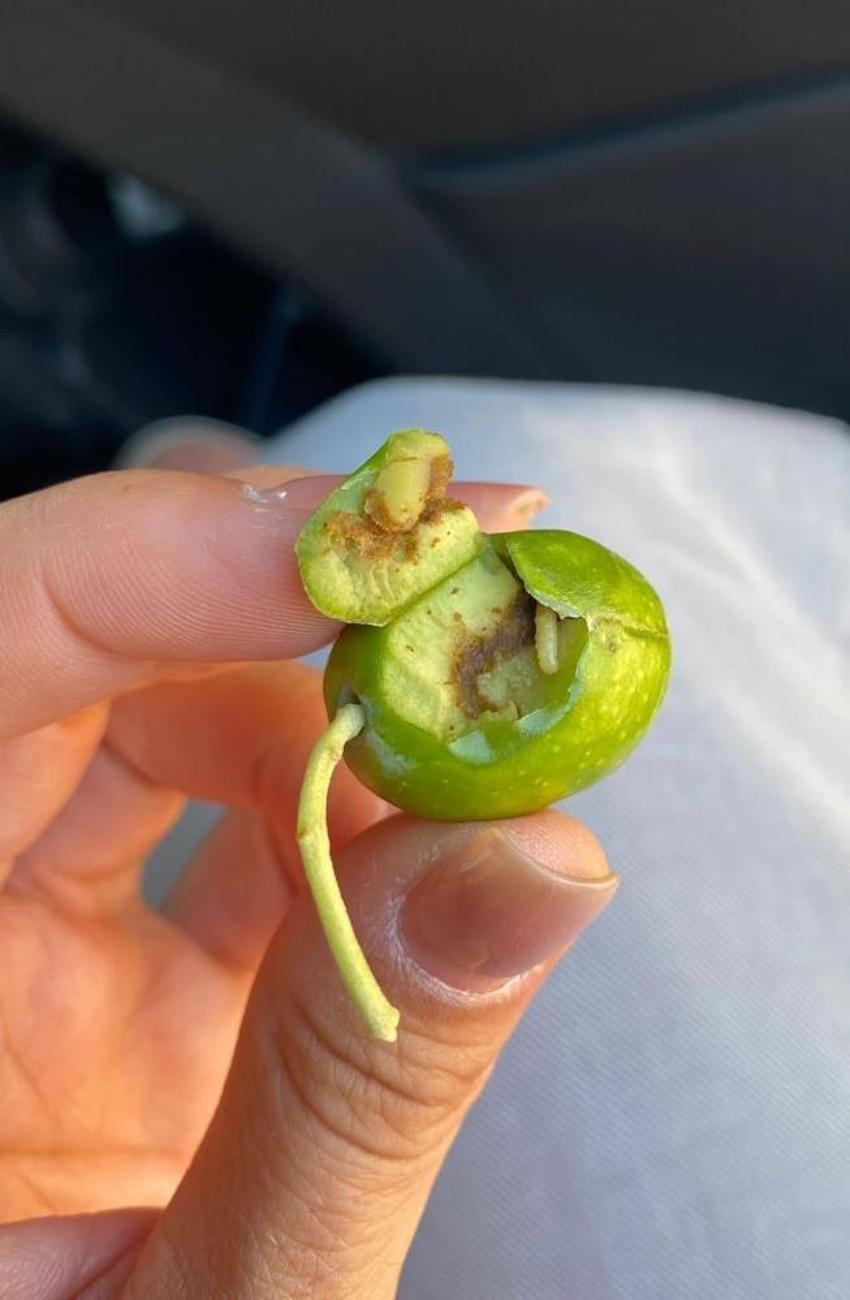 Didim'de zeytin üreticilerine kritik uyarı! Zeytin sineği tehlikesi için mücadele çağrısı