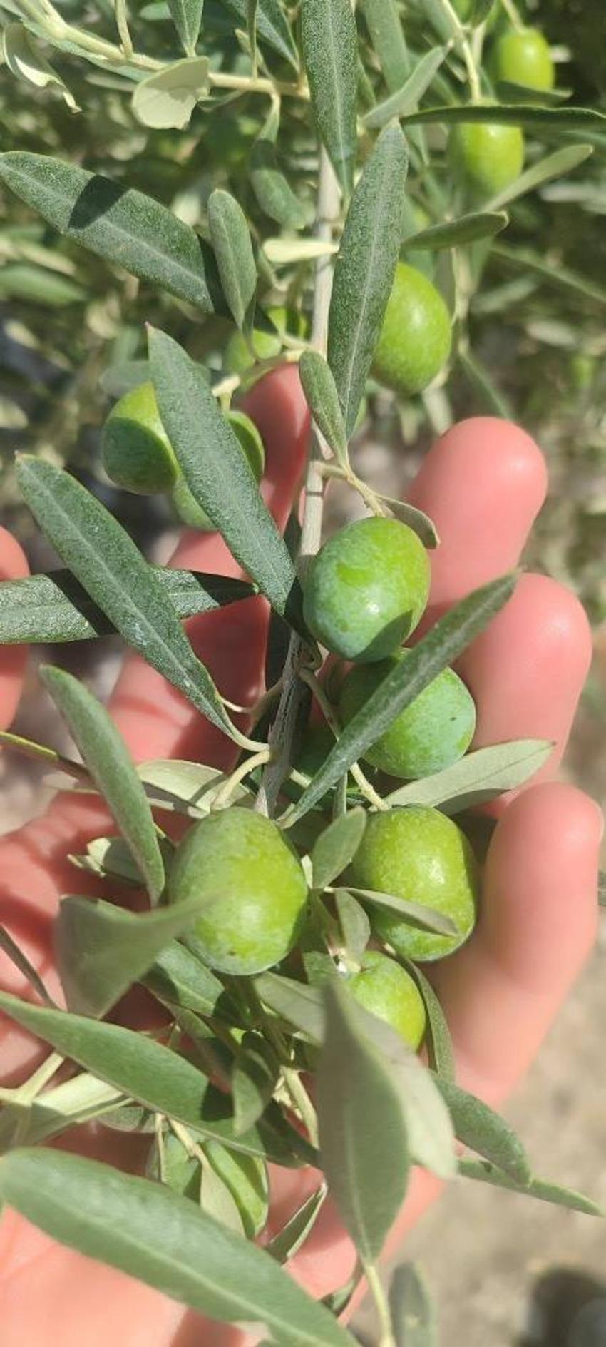 Didim'de zeytin üreticilerine kritik uyarı! Zeytin sineği tehlikesi için mücadele çağrısı