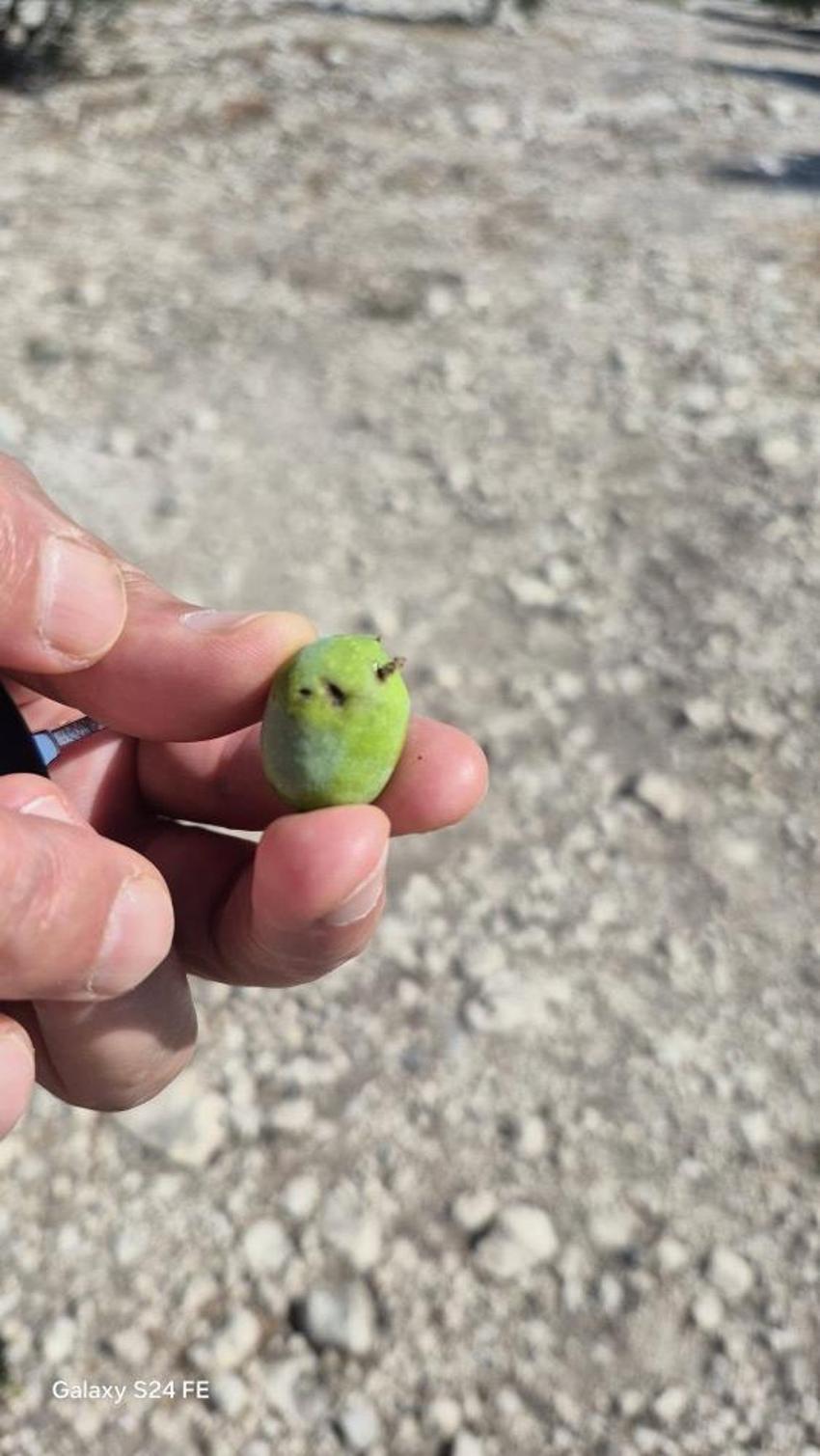 Didim'de zeytin üreticilerine kritik uyarı! Zeytin sineği tehlikesi için mücadele çağrısı
