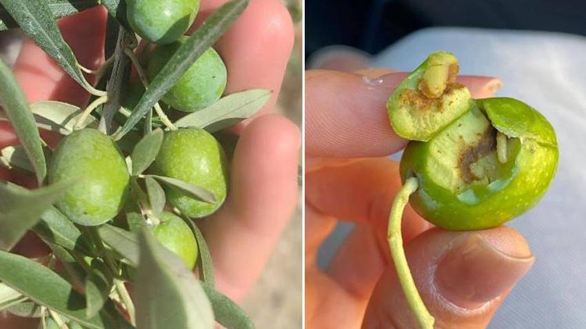 Didim'de zeytin üreticilerine kritik uyarı! Zeytin sineği tehlikesi için mücadele çağrısı