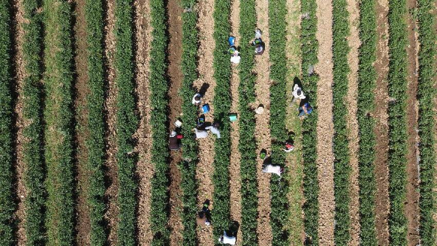 Türkiye'nin en büyük ekilebilir 3. ovası olan Muş Ovası'nda 40 derece sıcakta zorlu mesai
