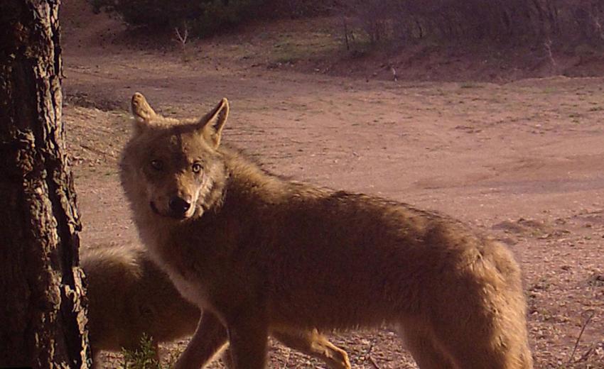 Bozkırın vahşi yaşamı fotokapana yansıdı: Vaşak, karaca, kurt, tilki, su samuru, yaban tavşanı, su kaplumbağası, kınalı keklik ve angutlar