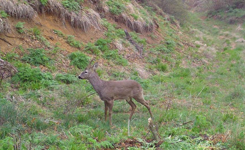 Bozkırın vahşi yaşamı fotokapana yansıdı: Vaşak, karaca, kurt, tilki, su samuru, yaban tavşanı, su kaplumbağası, kınalı keklik ve angutlar