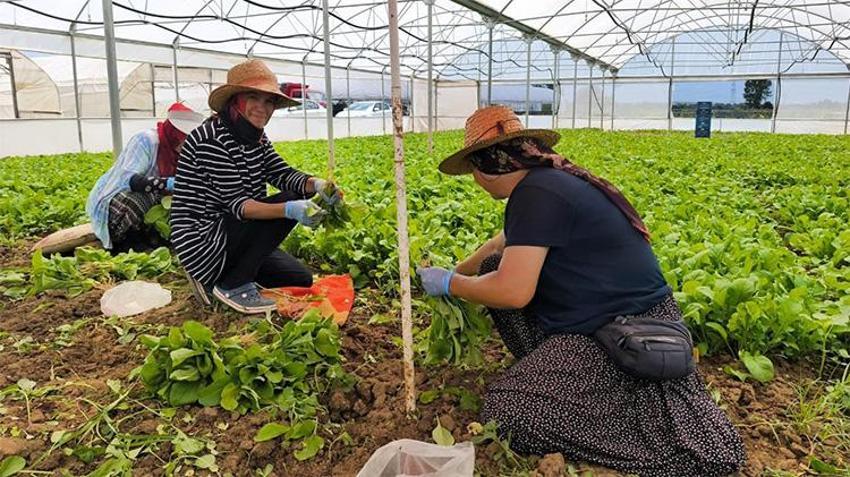 Kocaeli'de üreticiye çifte destek! Hem yüzde 50 hibe hem de saha takibi