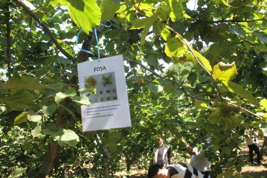 10 yıllık fındık araştırması sonuçlandı: Foşa çeşidi tüm rakımlarda verim şampiyonu oldu