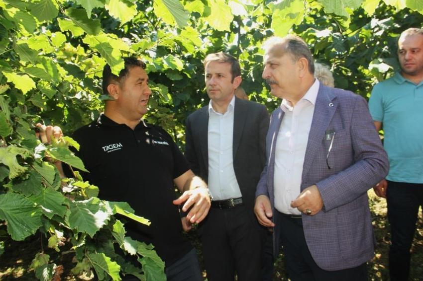 10 yıllık fındık araştırması sonuçlandı: Foşa çeşidi tüm rakımlarda verim şampiyonu oldu