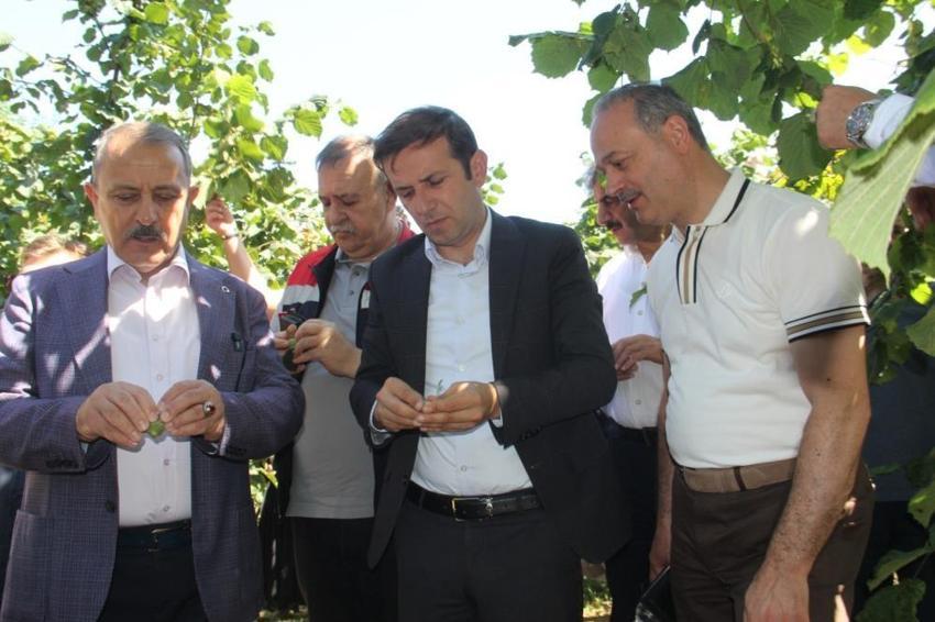 10 yıllık fındık araştırması sonuçlandı: Foşa çeşidi tüm rakımlarda verim şampiyonu oldu