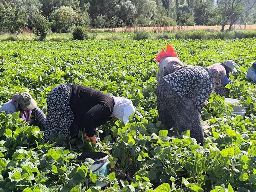 Afyonkarahisar'da hasat başladı! Türkiye'nin 81 iline gönderiliyor: Tarlada kilosu 60 TL'yi buldu