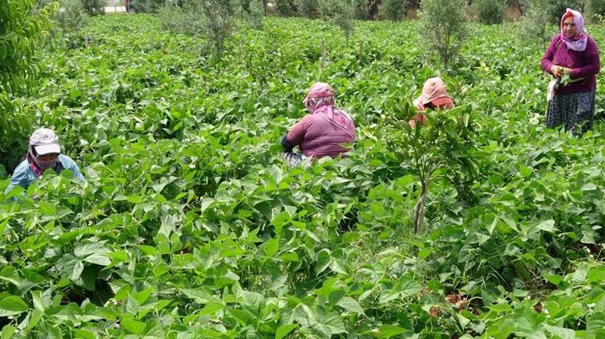 Afyonkarahisar'da hasat başladı! Türkiye'nin 81 iline gönderiliyor: Tarlada kilosu 60 TL'yi buldu