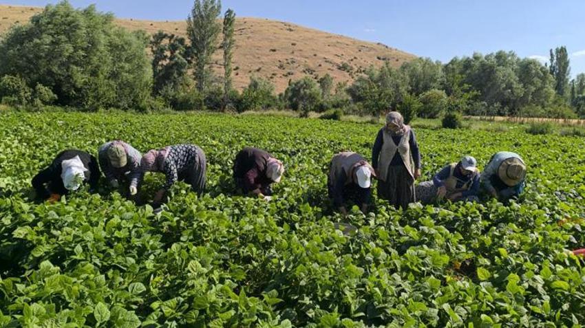 Afyonkarahisar'da hasat başladı! Türkiye'nin 81 iline gönderiliyor: Tarlada kilosu 60 TL'yi buldu