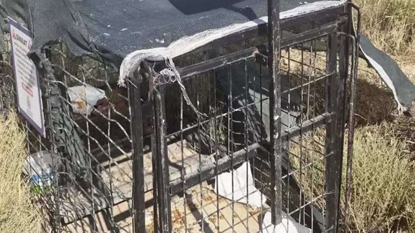 Konya’da sokak köpekleriyle mücadelede yeni dönem! Kafesler kuruldu