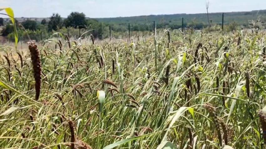 İlk kez denedi, beklediğinden fazlasını aldı! Alternatif ürün yüzünü güldürdü