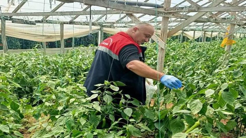 Fındık üreticilerine önemli uyarı! Hasat öncesi pestisit denetimi başladı