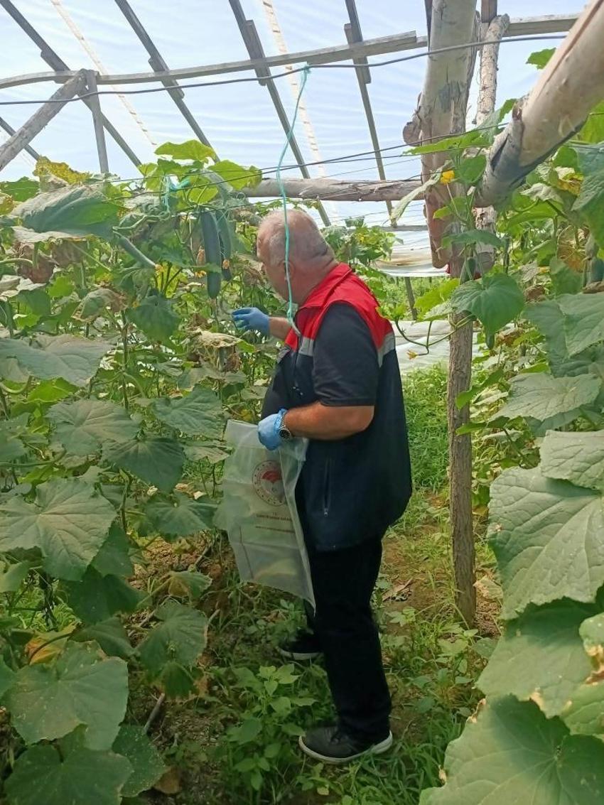 Fındık üreticilerine önemli uyarı! Hasat öncesi pestisit denetimi başladı