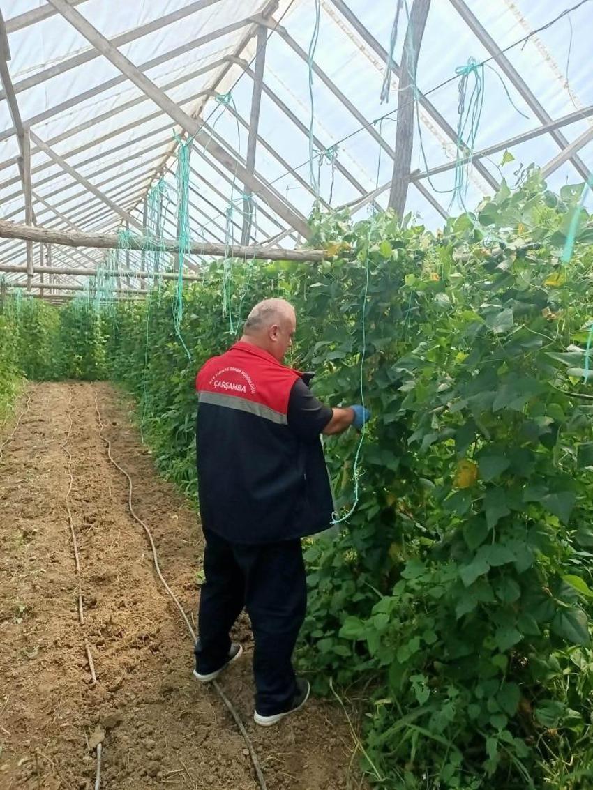 Fındık üreticilerine önemli uyarı! Hasat öncesi pestisit denetimi başladı