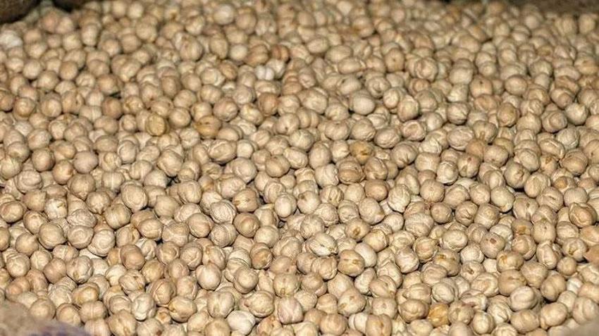 Denizli’nin yeni nohut çeşidi diğer bölge illerinde de yüksek verim verdi