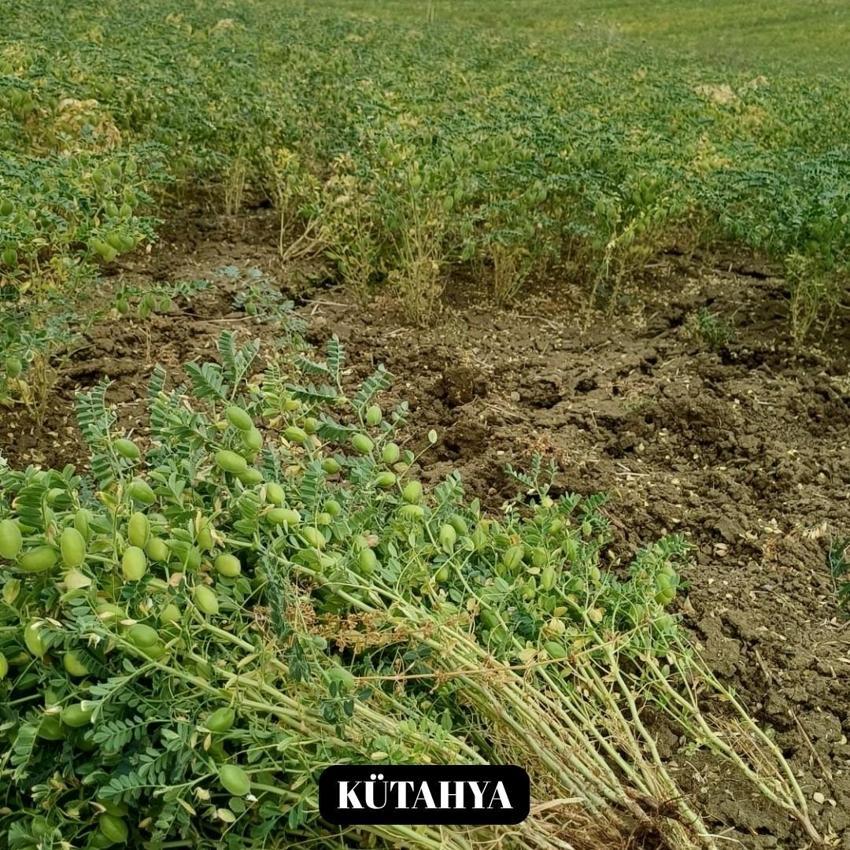 Denizli’nin yeni nohut çeşidi diğer bölge illerinde de yüksek verim verdi