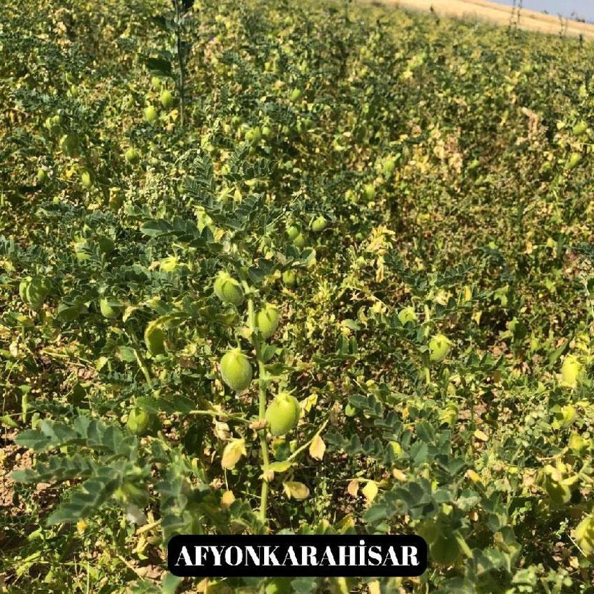 Denizli’nin yeni nohut çeşidi diğer bölge illerinde de yüksek verim verdi