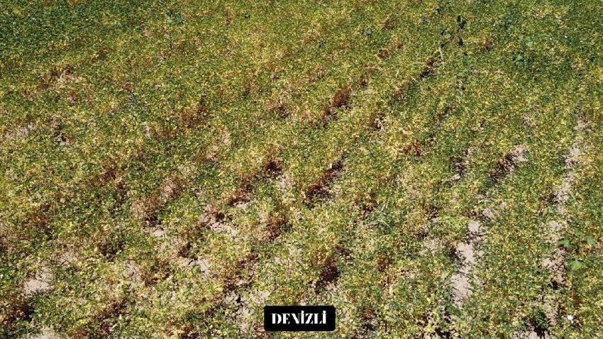 Denizli’nin yeni nohut çeşidi diğer bölge illerinde de yüksek verim verdi