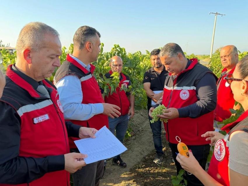 Manisa Saruhanlı bağlarında 2026 üzüm rekoltesi mesaisi
