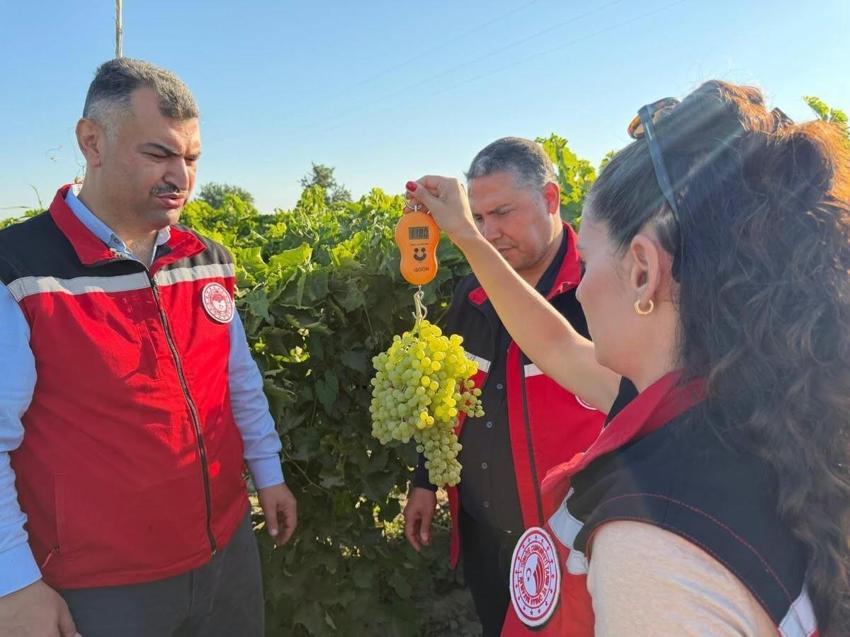 Manisa Saruhanlı bağlarında 2026 üzüm rekoltesi mesaisi