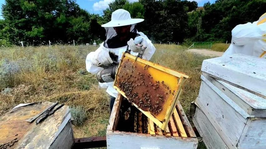 Sinop'ta hayata geçirilen proje ilk meyvesini verdi