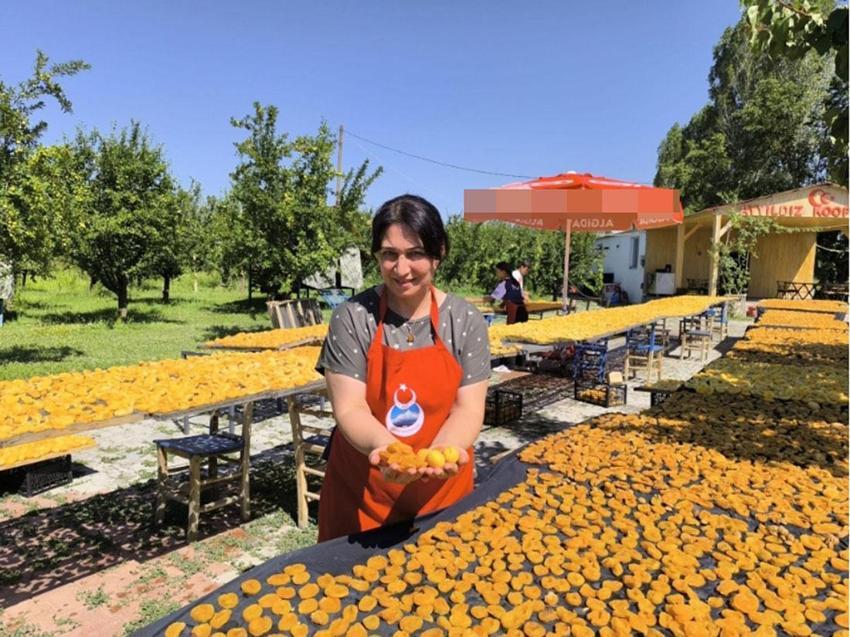Kayısıları doğal yöntemlerle güneşte kurutarak ekonomiye kazandırıyor