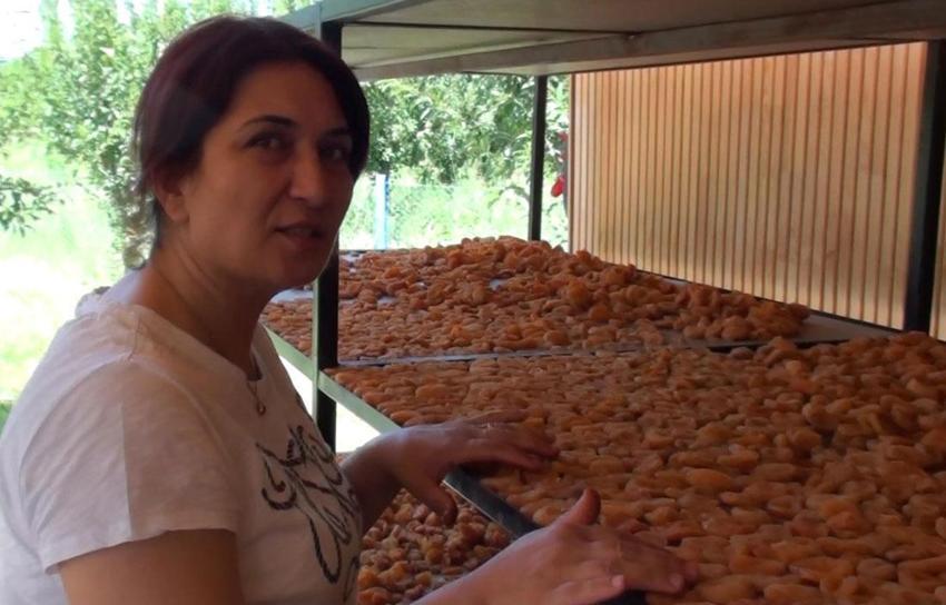 Kayısıları doğal yöntemlerle güneşte kurutarak ekonomiye kazandırıyor