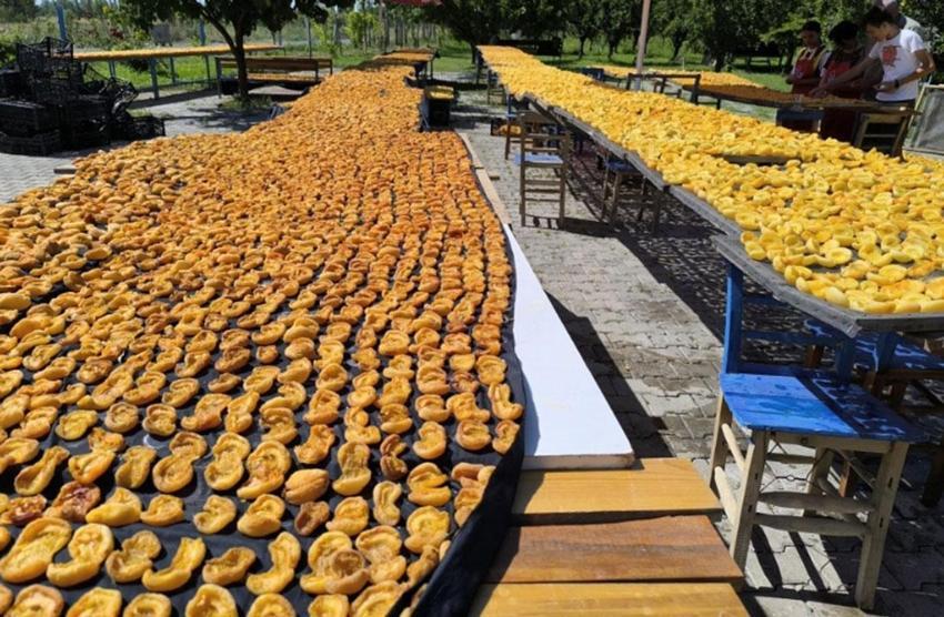 Kayısıları doğal yöntemlerle güneşte kurutarak ekonomiye kazandırıyor