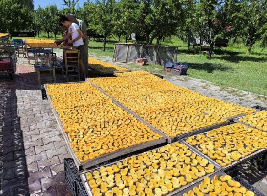 Kayısıları doğal yöntemlerle güneşte kurutarak ekonomiye kazandırıyor