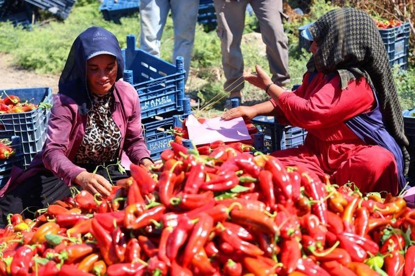 Adana'da kapya biber hasadı başladı: Yüzde 30 arttı, fiyat aralığı belirlendi