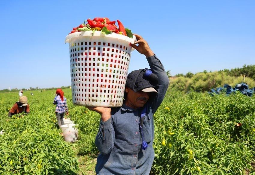 Adana'da kapya biber hasadı başladı: Yüzde 30 arttı, fiyat aralığı belirlendi