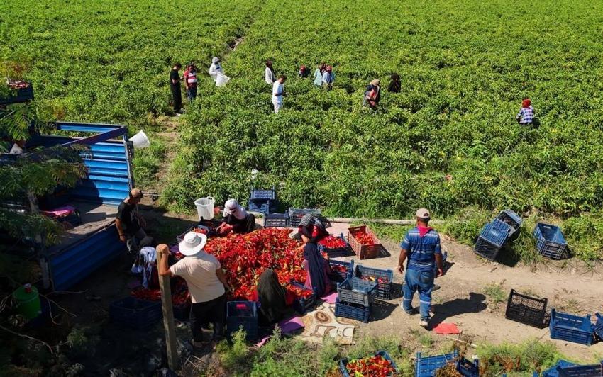 Adana'da kapya biber hasadı başladı: Yüzde 30 arttı, fiyat aralığı belirlendi