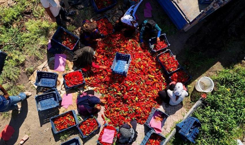 Adana'da kapya biber hasadı başladı: Yüzde 30 arttı, fiyat aralığı belirlendi