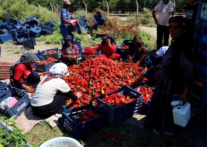 Adana'da kapya biber hasadı başladı: Yüzde 30 arttı, fiyat aralığı belirlendi